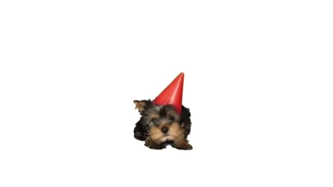 Puppy in a red hat on white background Stock-Footage 132522147
