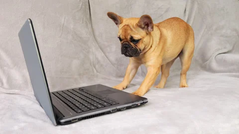 Puppy rises to find comfortable spot, resumes watching online content Video stock 266695683