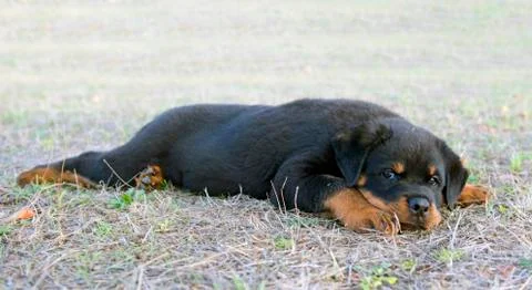 Puppy rottweiler Stock Photos