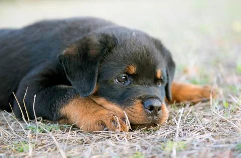 Puppy rottweiler Stock Photos