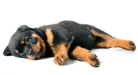 Puppy rottweiler Stock Photos