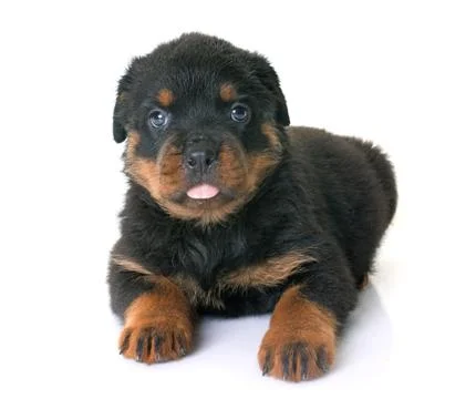 Puppy rottweiler in studio Stock Photos