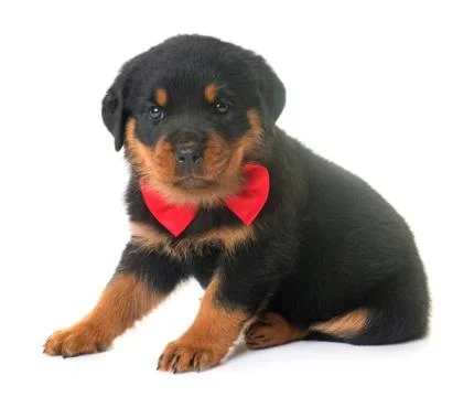 Puppy rottweiler in studio Stock Photos