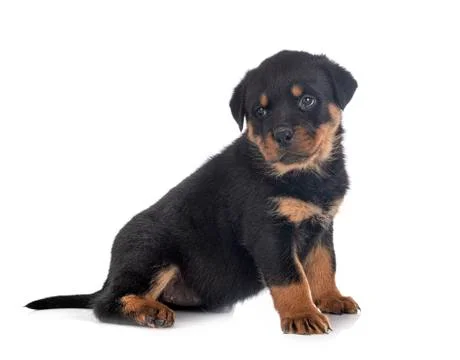 Puppy rottweiler in studio Stock Photos