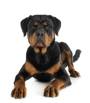 Puppy rottweiler in studio Stock Photos