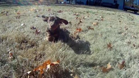 Puppy Run Stock Footage 147509160