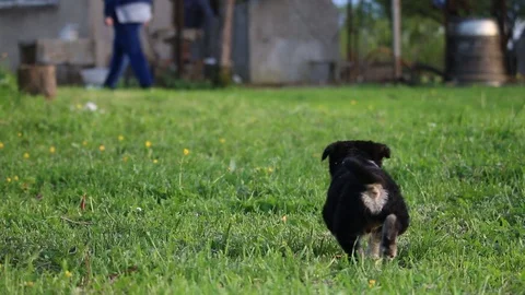 Puppy running around Video stock 90193438