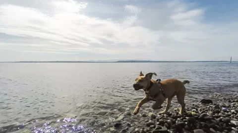 Puppy Running on Beach Stock Footage 62309445