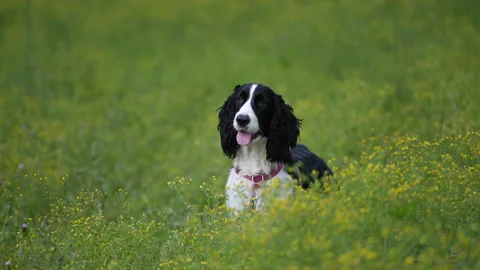 Puppy running in the field Stock Footage 195429989