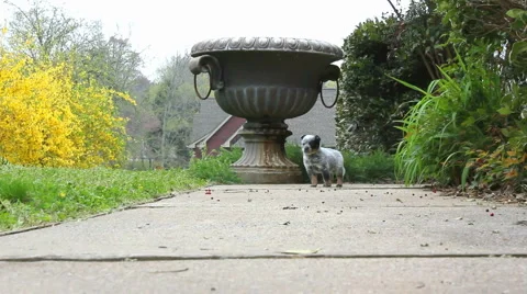 Puppy Running Stock Footage 2201729