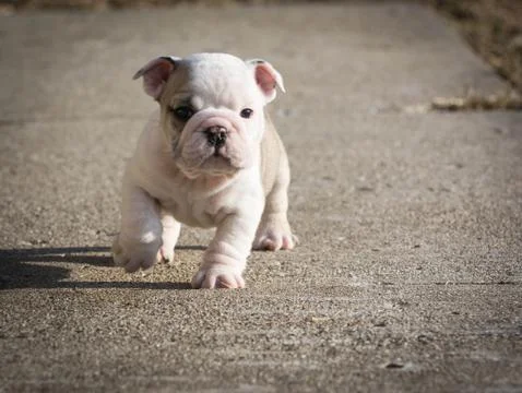 Puppy running Stock Photos