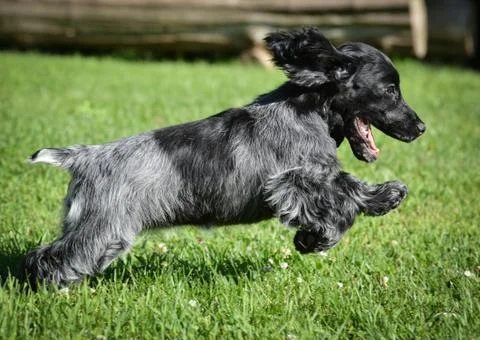 Puppy running Stock Photos