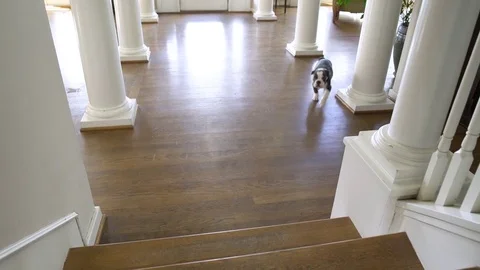 Puppy running up stairs in a house Stock Footage