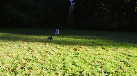 Puppy Running into Sunlight on Field Stock Footage 34653567