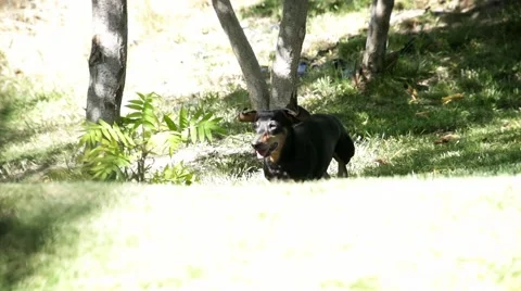 Puppy running in the sunshine Stock Footage 41503518