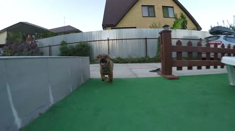 Puppy runs at yard Stock Footage 68224763
