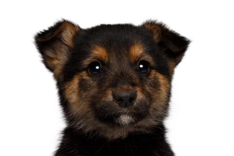 Puppy sadly looking in camera Stock Photos