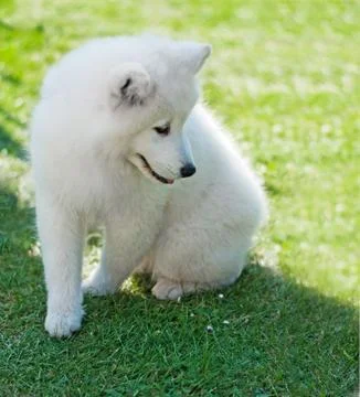 Puppy samoyed Stock Photos