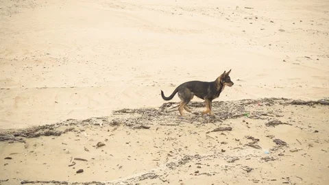 Puppy on a sandy beach slow motion Stock Footage 87503514