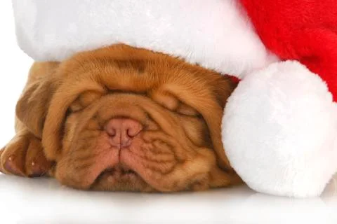 Puppy santa Stock Photos