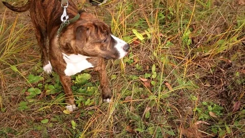 The puppy is scared in the forest Video stock 80924286