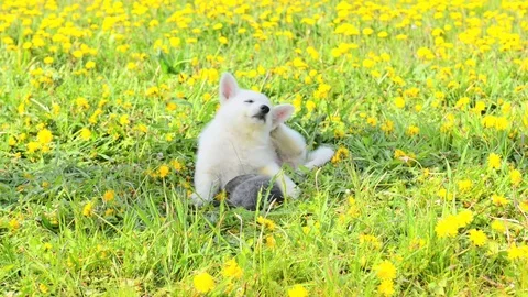 Puppy scratching on green grass Stock Footage 92195578