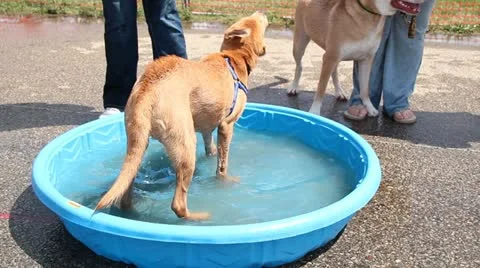 Puppy shaking 動画素材 11720171