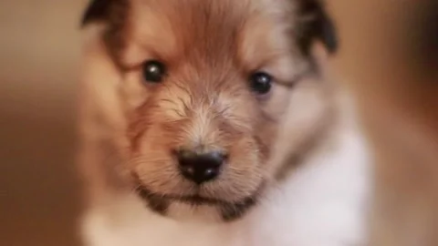 Puppy Sheltie - Close Face Stock Footage 139018055