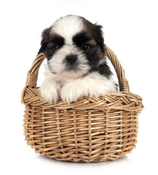 Puppy Shih Tzu in studio Foto stock