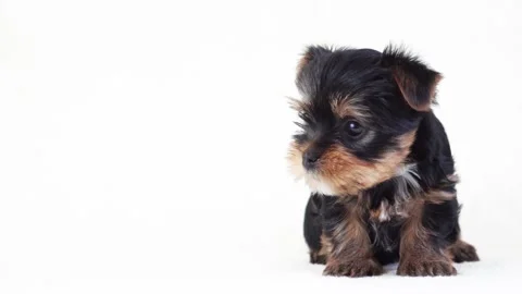 Puppy shivering on a white background Stock-Footage 130116555