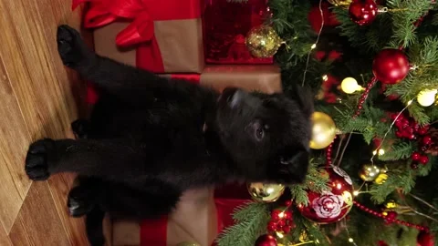 Puppy sits on the floor against the background of a Christmas tree and gifts. Stock Footage 223738993
