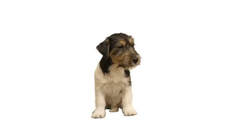 Puppy sits  on white background Stock Footage 177951881