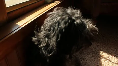 Puppy sits by window Video stock 12382243