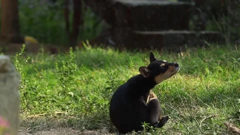 Puppy Sitting and Scratching Itself on Grass in Outdoor Rural Area Stock Footage 325332755