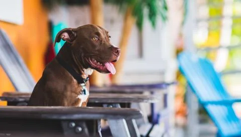 Puppy sitting on beach chairs living the beach life Stock Photos