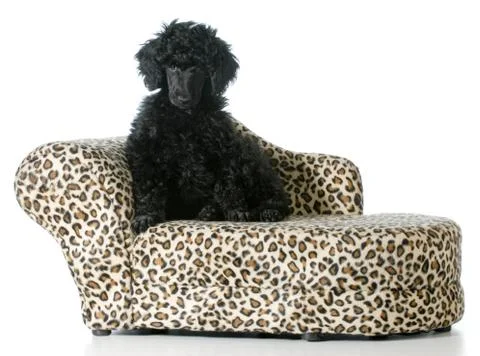 Puppy sitting on a couch Stock Photos