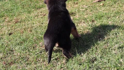 Puppy sitting down Stock Footage 156890747