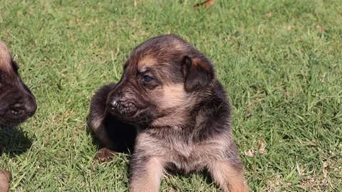 Puppy sitting down Stock Footage 156890748