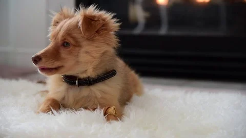 Puppy Sitting In Front Of Fire Stock Footage 73721038