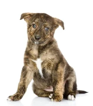 Puppy sitting in front. looking at camera. isolated on white background Stock Photos