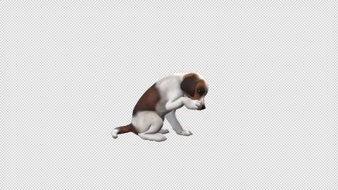 Puppy sitting idle Stock Footage 321641545