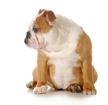 Puppy sitting Stock Photos