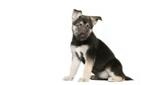 Puppy sitting on a white background Stock Footage 75701751