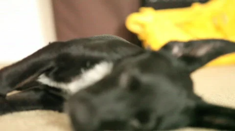 Puppy Sleeping 1 Stock Footage 625879