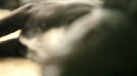 Puppy Sleeping 2 Stock Footage 625877