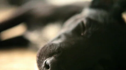 Puppy Sleeping 3 Stock Footage 625878