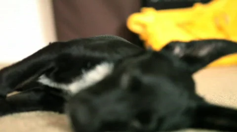 Puppy Sleeping 4 Stock Footage 625883