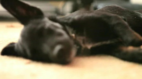 Puppy Sleeping 5 Stock Footage 625889