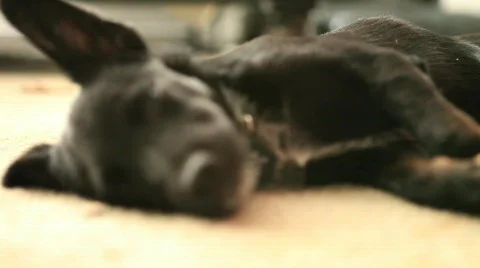 Puppy Sleeping 6 Stock Footage 625885