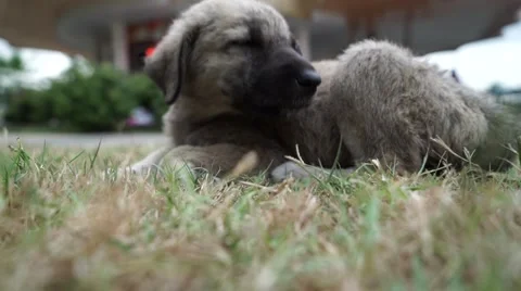 Puppy sleeping on the grass Stock Footage 67362054